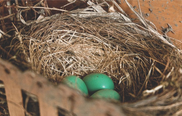 A robins’ nest built inside the planter box on of Sun City residents Jerry and Patty Case’s front stoop. (Photo by Chris LaPelusa/Sun Day)