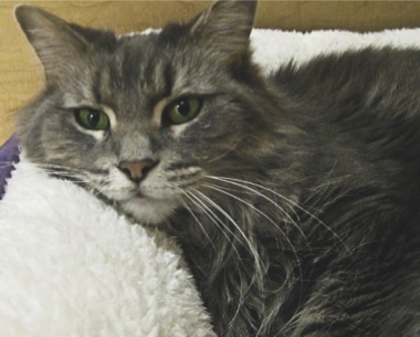 The Animal Outreach Society of McHenry County offers many loveable older cats like Misty (above) perfect seniors looking to adopt. (Photo provided)