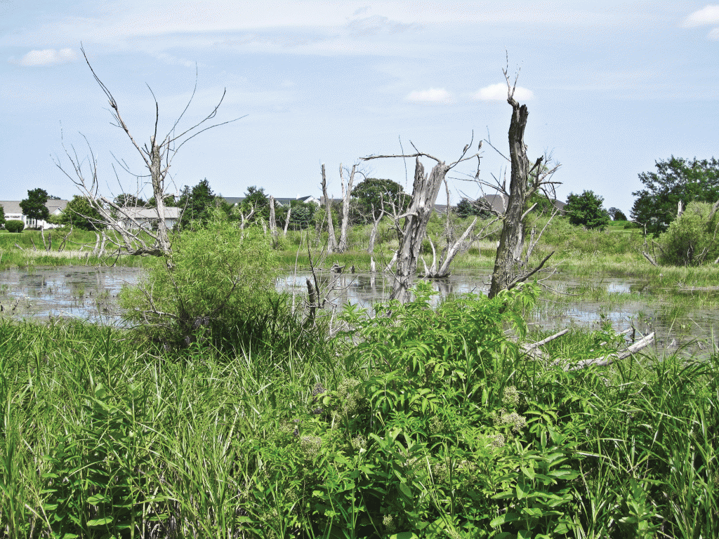 Wetlands