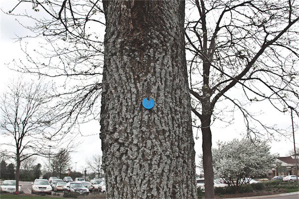 Diseased Ash trees being treated around Sun City are marked and numbered with a blue medallion tacked to the trunk. (Photo by Chris LaPelusa/Sun Day)