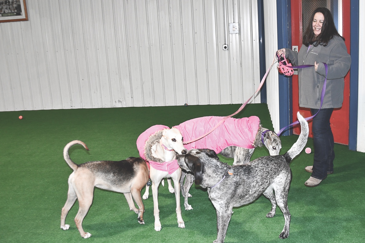 Pet owner Sondra Michalski with Rosie and Apple arriving at the Barking Lot. (Photo by Christine Such/Sun Day)