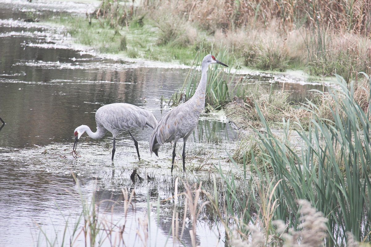 In the 1930s, there were only two-dozen breeding pairs of Sandhill Cranes in Wisconsin. Due to wetland restoration, there are now 65k-95k in the Upper Midwest. (Photos provided by Harry Dalof)