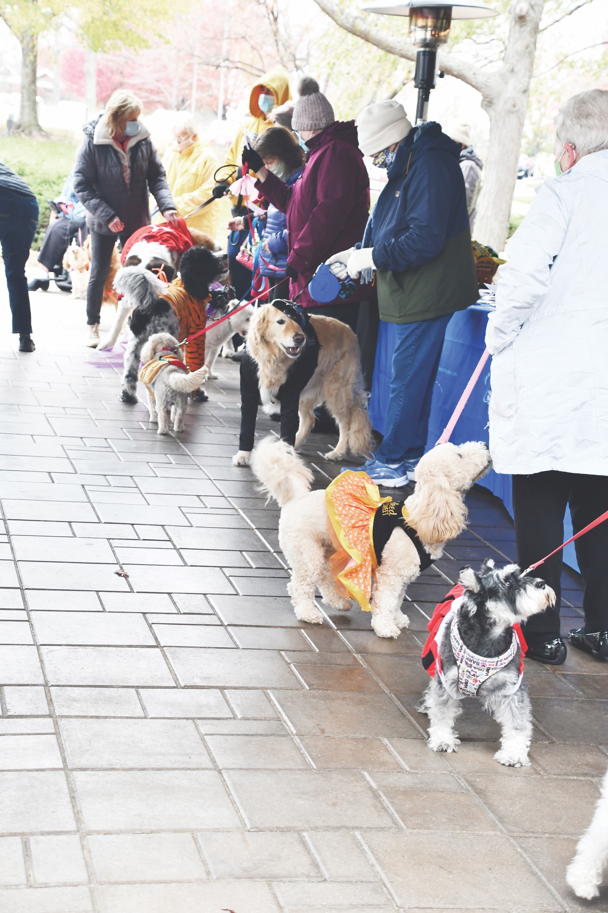 Medium and large dogs line up for Dogtoberfest costume judging. (Photos by Christine Such/Sun Day)