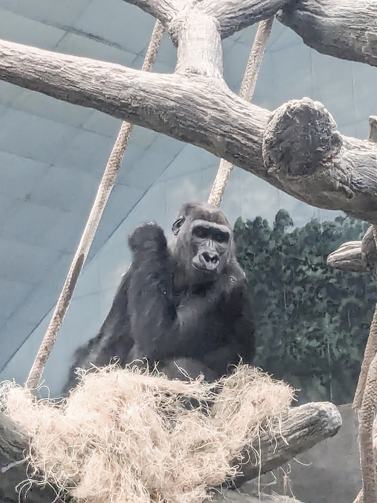 A gorilla in its enclosure at the Brookfield Zoo. (Photo by Mike Giltner/My Sun Day News)