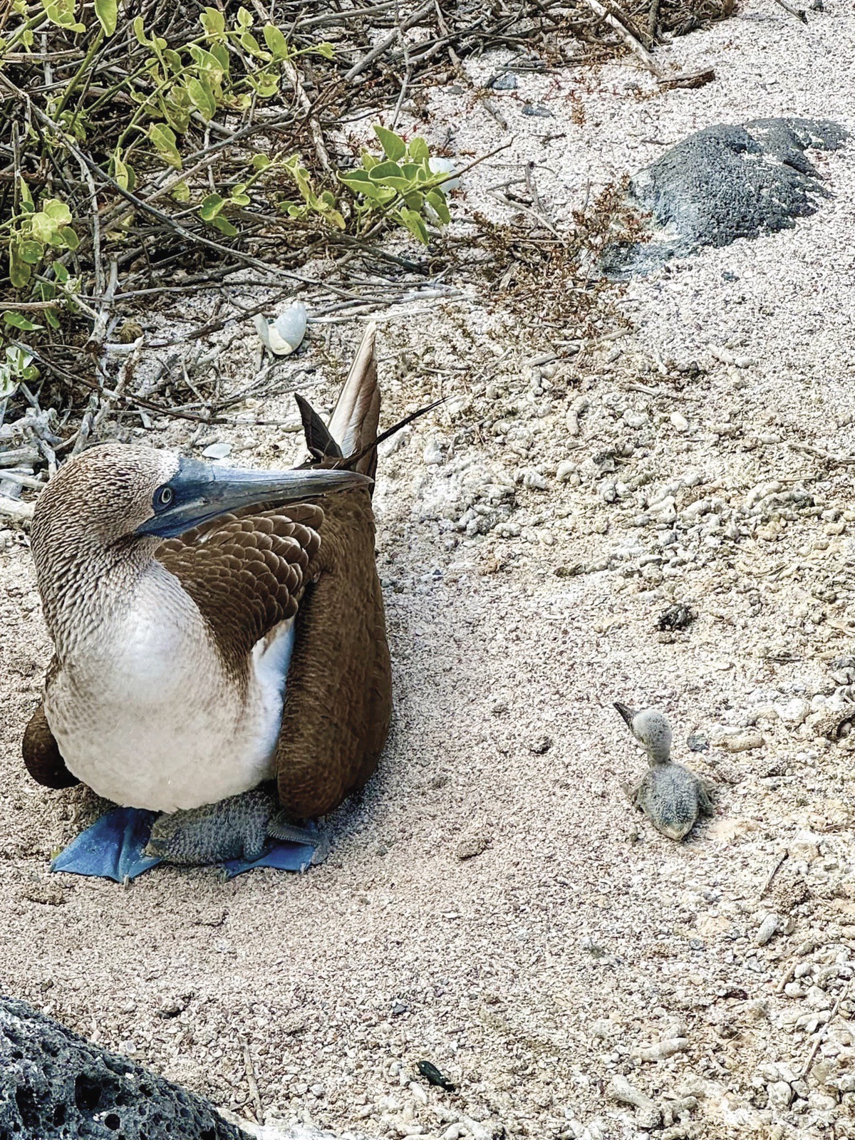 Blue-footed boobie with her chick. (Photos provided)